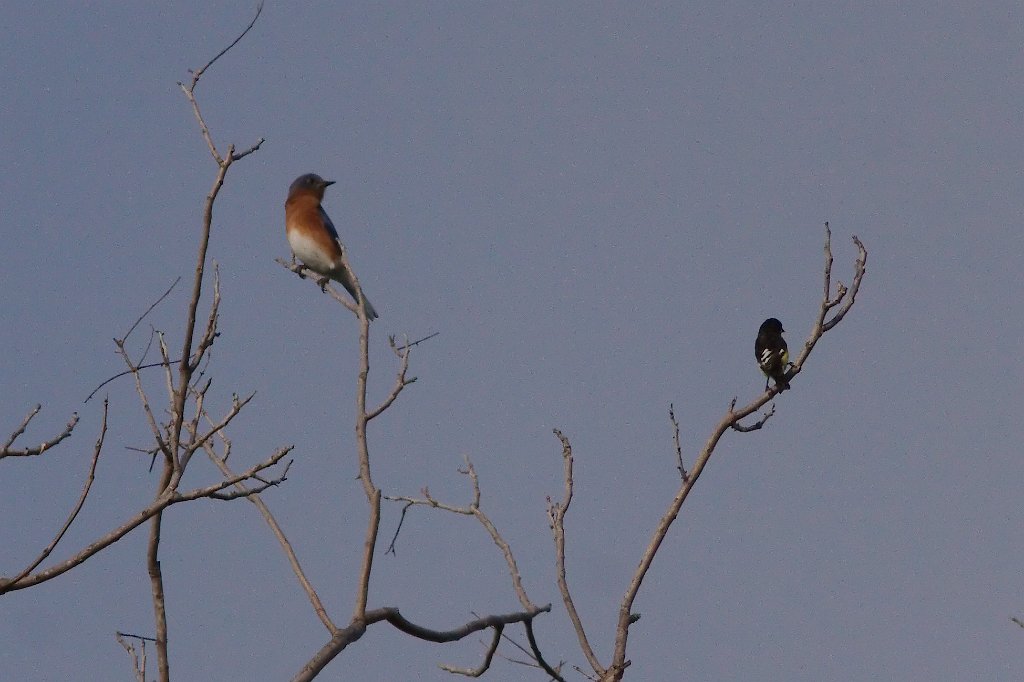 Eastern Bluebird - Lesser Goldfinch 2013-10-12_1.jpg